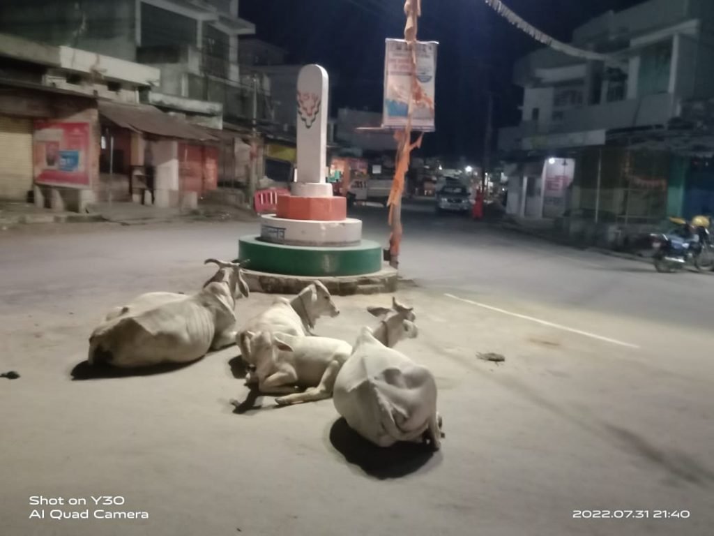 छुरा नगर में “रोका छेका अभियान” हुआ सुपर फ्लॉप न मवेशियों की सुरक्षा हो रही हैं ना फसलों की,सड़को पर बैठें मवेशी दे रहें हैं हादसों को आमंत्रण
