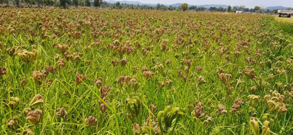 किसान रागी फसल से कमा सकते हैं ज्यादा मुनाफा,मिलेट फसलों की पैदावारी की ओर कदम बढ़ाता गरियाबंद जिला।