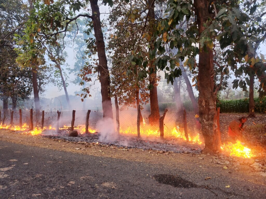महुआ के लिए ग्रामीण जंगल में लगा रहे आग, नष्ट हो रहा है जंगल