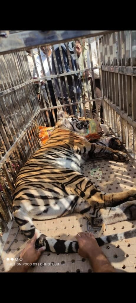 टाइगर पिंजरे में हुआ कैद