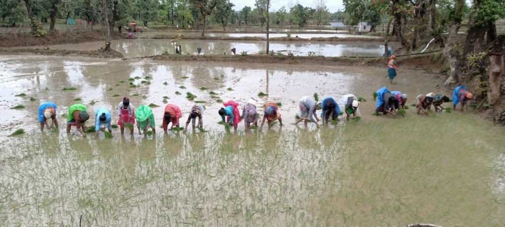 बारिश के बाद बढ़ी खेतों की रौनक किसानों ने शुरू किया धान रोपाई का कार्य