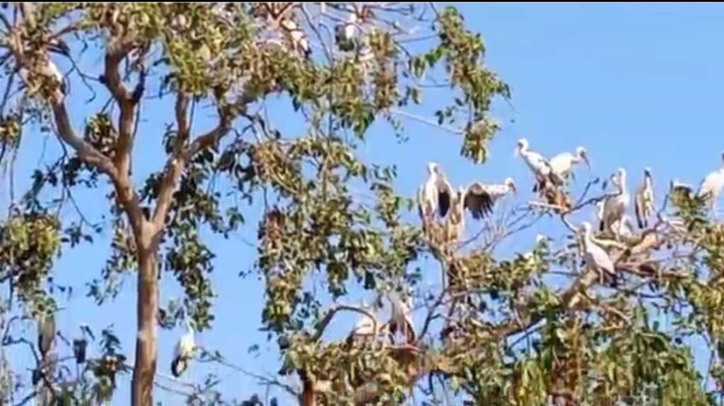 बरसात से पूर्व फिंगेश्वर विकासखंड की अंतिम छोर स्थित ग्राम लचकेरा में हजारों की संख्या में दूर से देश से एशियन बिल्क स्टार्क पक्षी पहुंचने लगी