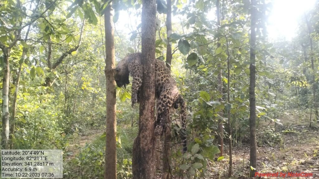 पेड़ में चड़ी तेंदुआ डगांल के बीच फसने तेंदुए ने गंवाई अपनी जान