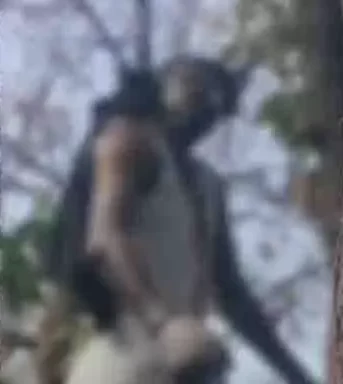 नव युवक की पेड़ पर लटकी मिली सड़ी-गली लाश