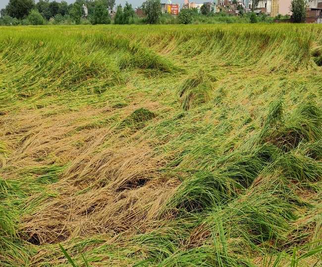बारिश और ओलावृष्टि से फसलों को भारी नुकसान, की मुआवजा की मांग