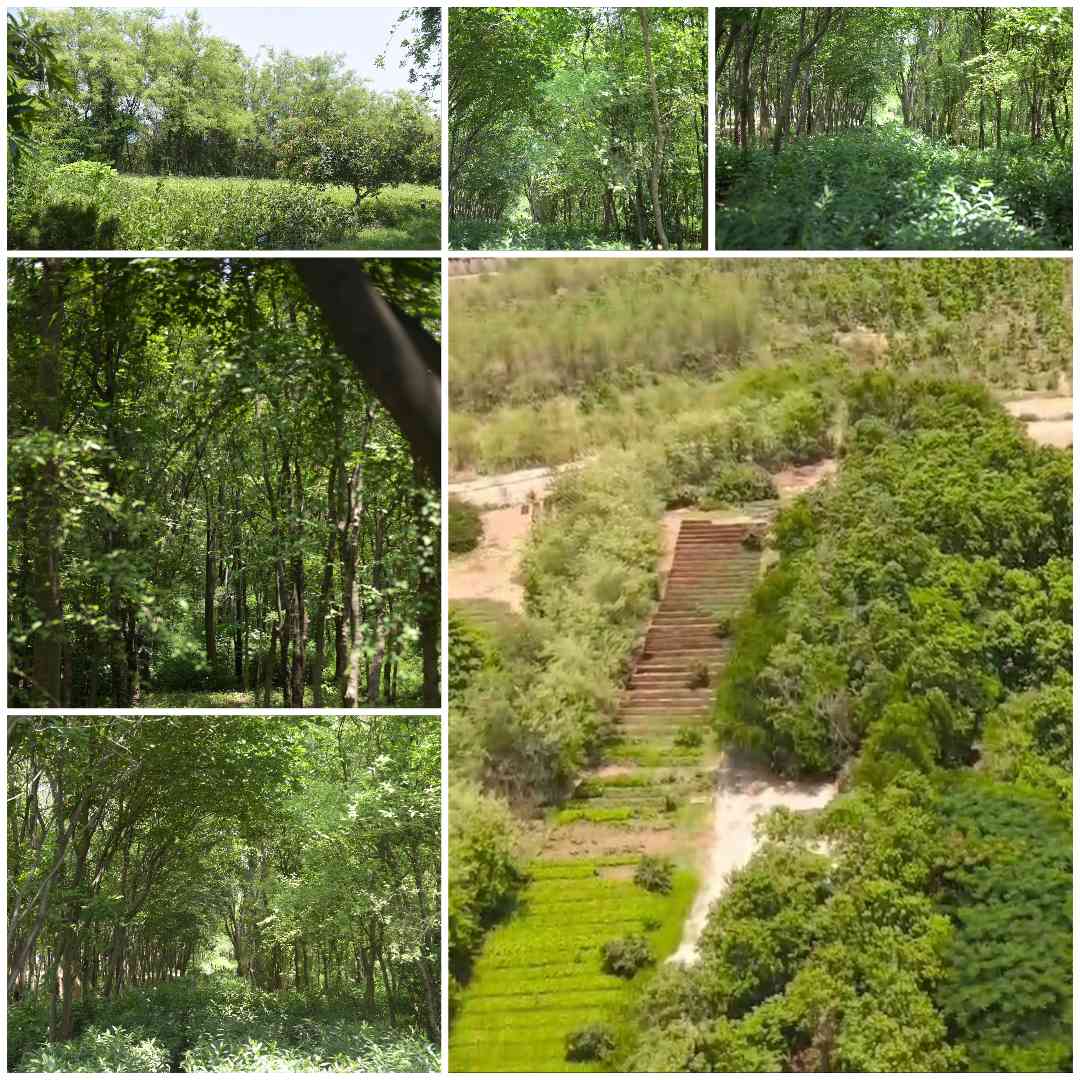 साल के जंगली पेड़ों की नर्सरी बनाने में हासिल की बड़ी सफलता,आरआरवीयूवीएनएल और अदाणी एंटरप्राइजेज के बागवानी विभाग की बड़ी उपलब्धि