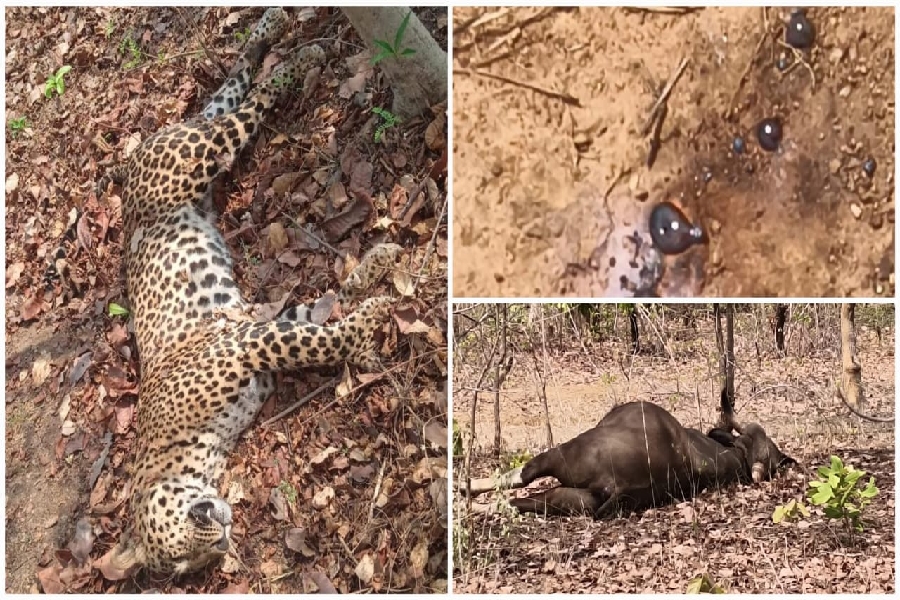 खल्लारी वन क्षेत्र में करंट से तेंदुआ और वन भैंसे की मौत, वन विभाग की लापरवाही से जंगल बनते जा रहे हैं शिकारगाह ; जिम्मेदार कौन? वन्यजीवों की हत्या पर चुप क्यों है शासन-प्रशासन?…