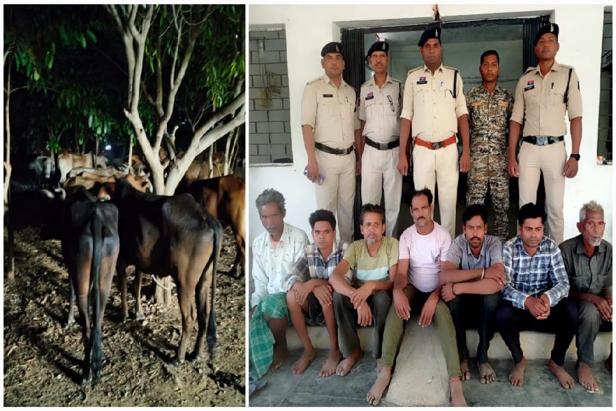 तस्करों की शामत ! रायगढ़ पुलिस का बड़ा एक्शन ; 98 मवेशी मुक्त, 7 गिरफ्तार, जंगल से शहर तक फैली थी तस्करी की साजिश…