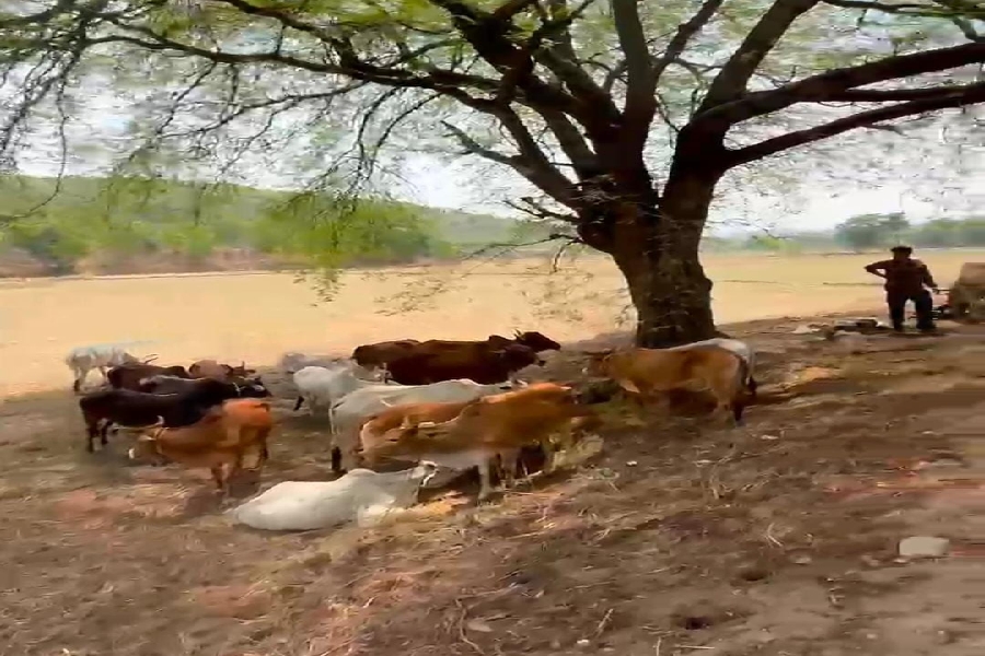 CG NEWS: 100 गौवंश तस्करों के चंगुल से मुक्त, दो आरोपी गिरफ्तार – गौ सेवा समिति और पुलिस की बड़ी कार्रवाई