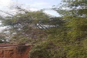 बांस का पेड़ विवाद