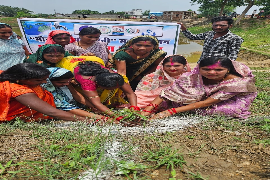 CG NEWS: “एक पेड़ मां के नाम” से गूंजा घूमरगुड़ा: विश्व पर्यावरण दिवस पर हुआ ऐतिहासिक वृक्षारोपण कार्यक्रम