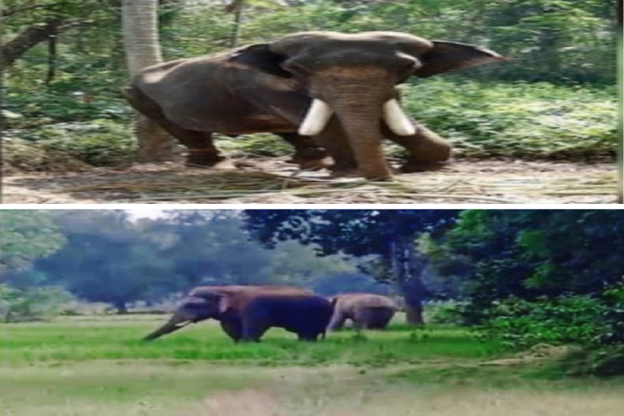 हाथी आतंक पाली