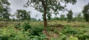 तिलैदादार मार्ग कब्जा
