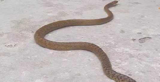 अंधविश्वास का शिकार बनी जानें, समय पर इलाज न मिलने से गई दंपति की जिंदगी