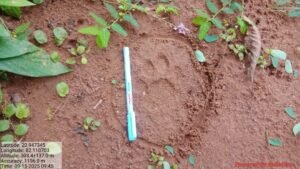 तेंदुआ हमला गरियाबंद