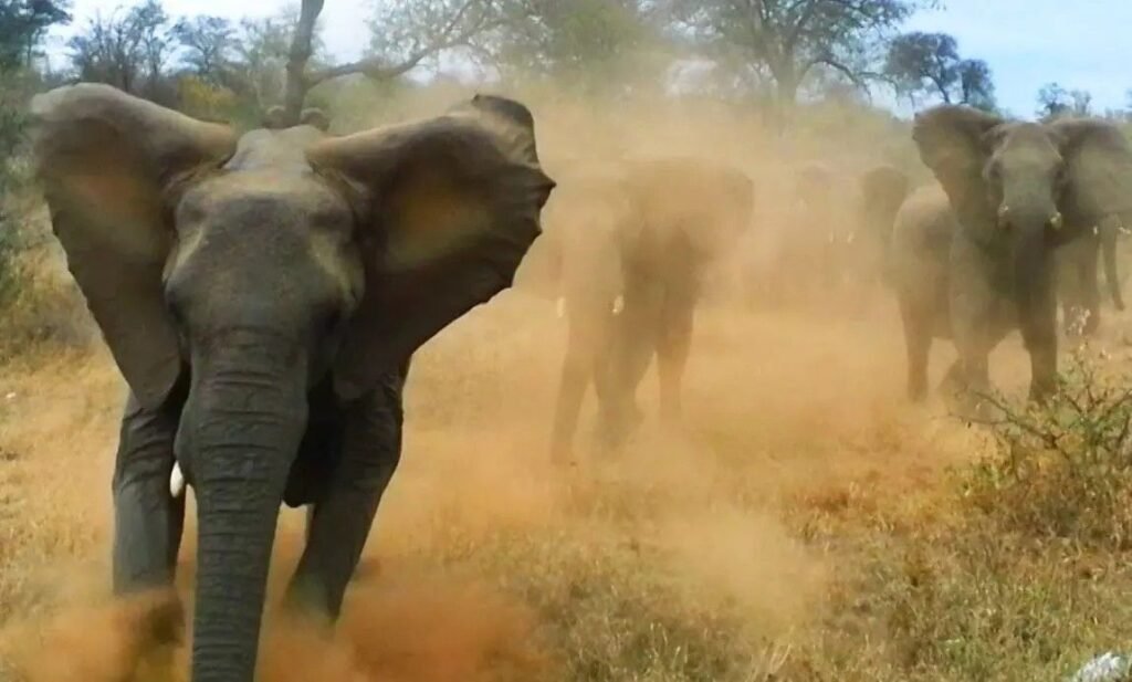 Elephant Riot: बलौदाबाजार के ग्रामीणों में हाथी उत्पात को लेकर डर का माहौल