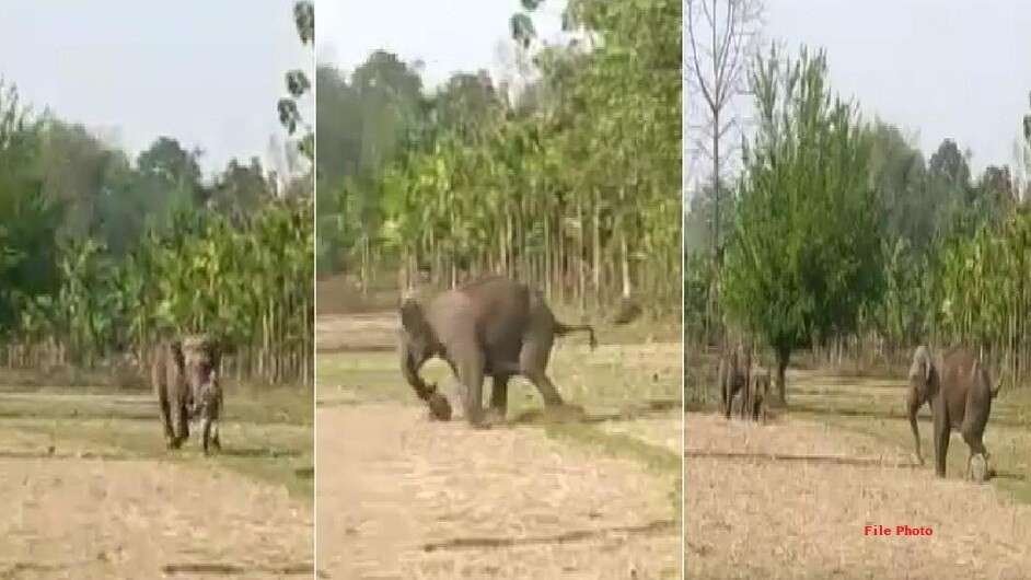 Chhattisgarh Elephant Terror : शमशान घाट में हाथियों का आतंक, रेंजर सुरेंद्र होता की टीम ने फटाके-मशाल से भगाया झुंड — ग्राम प्रधान ने लोगों से घरों में रहने की अपील की Chhattisgarh Elephant Terror
