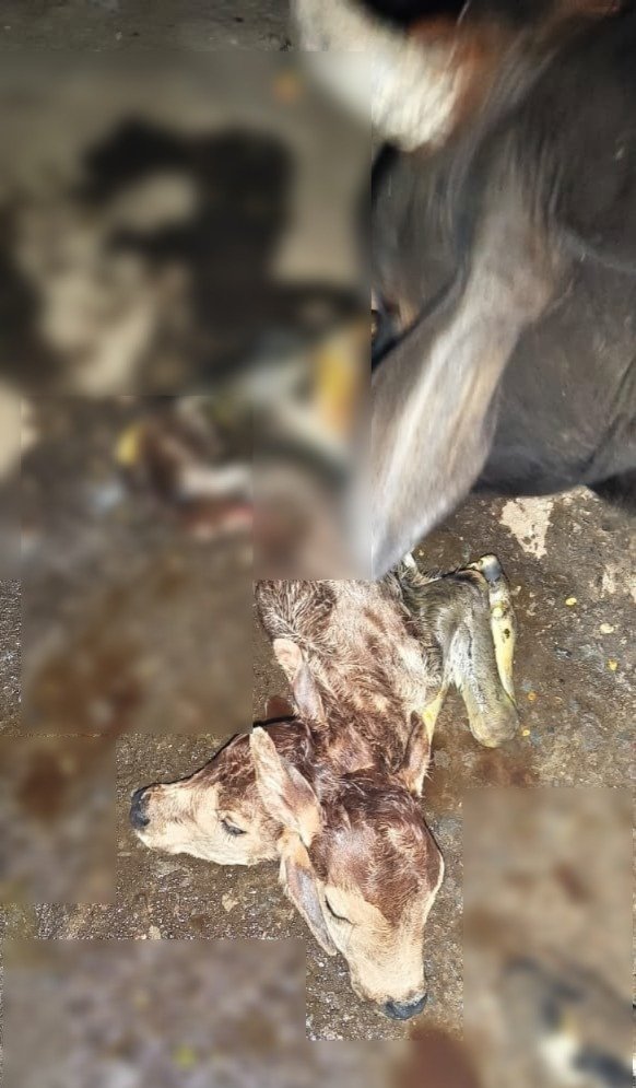 CG News : छत्तीसगढ़ में चमत्कार या प्रकृति का करिश्मा? गाय ने दो सिर वाले बछड़े को दिया जन्म