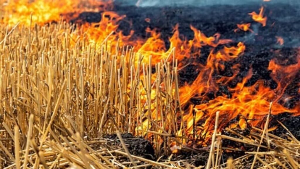 क्षेत्र में पराली जलाने का बढ़ता खतरा, सुप्रीम कोर्ट के निर्देशों के बावजूद प्रशासन मौन, ग्रामीणों में चिंता
