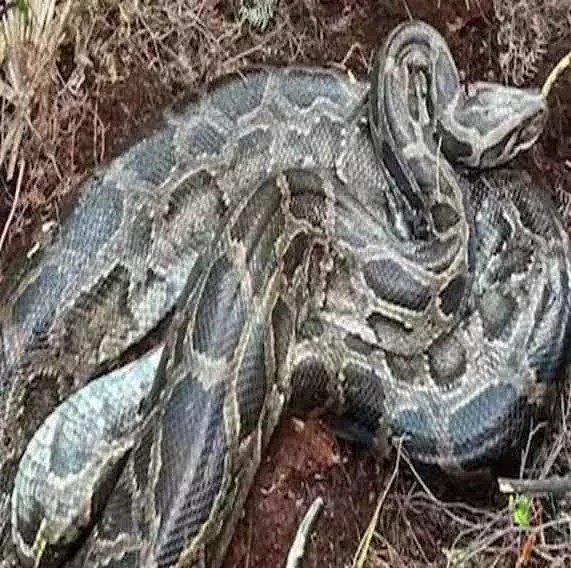 Chhattisgarh Forest Department Warning : रायगढ़ में अजगर का भयावह हमला, ग्रामीण की मौत, पूरे शरीर पर लिपटा