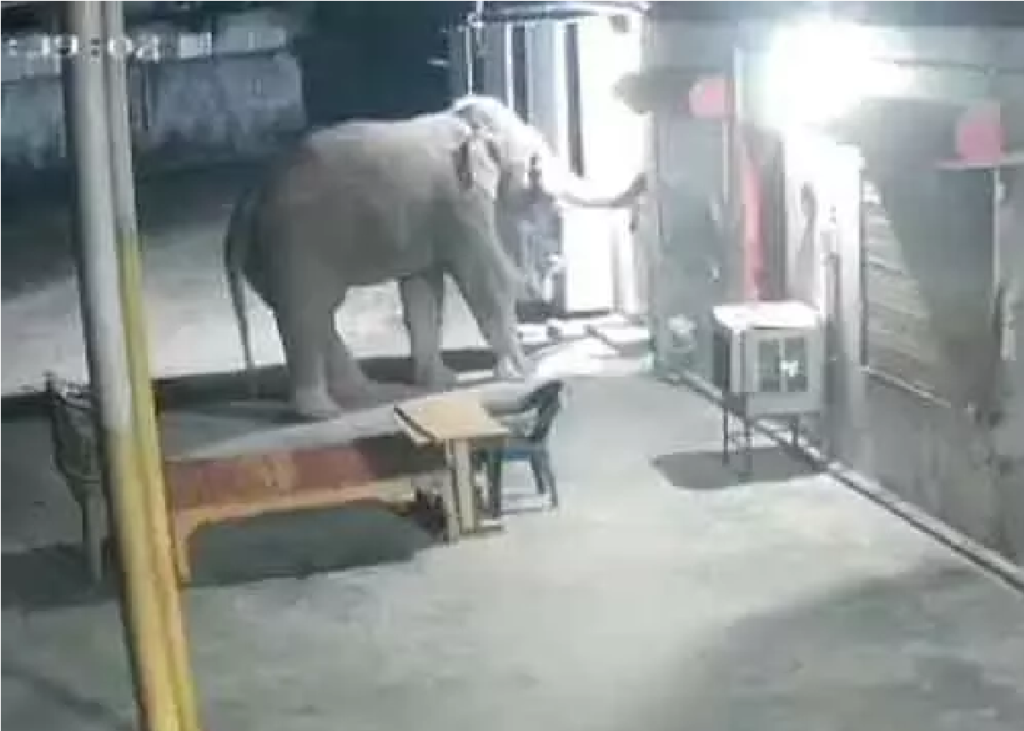 CG News : रात में गांव के मंदिर में घुसा हाथी, कैमरे में कैद पूरी घटना