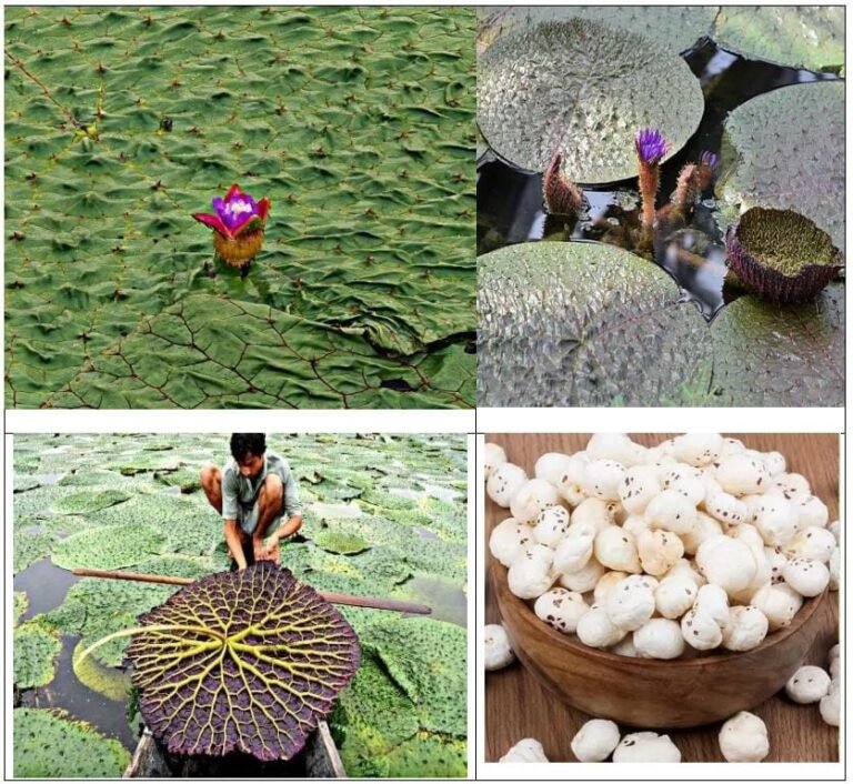 मुख्यमंत्री विष्णु देव साय के प्रयास से छत्तीसगढ़ मखाना बोर्ड में शामिल…