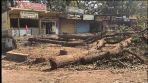 पेड़ कटाई विवाद गरियाबंद