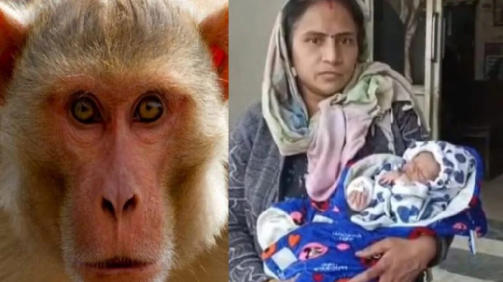 Heartbreaking Incident In CG : बंदर ने मां की गोद से 15 दिन की मासूम छीनी, कुएं में फेंका; डायपर की वजह से बची जान