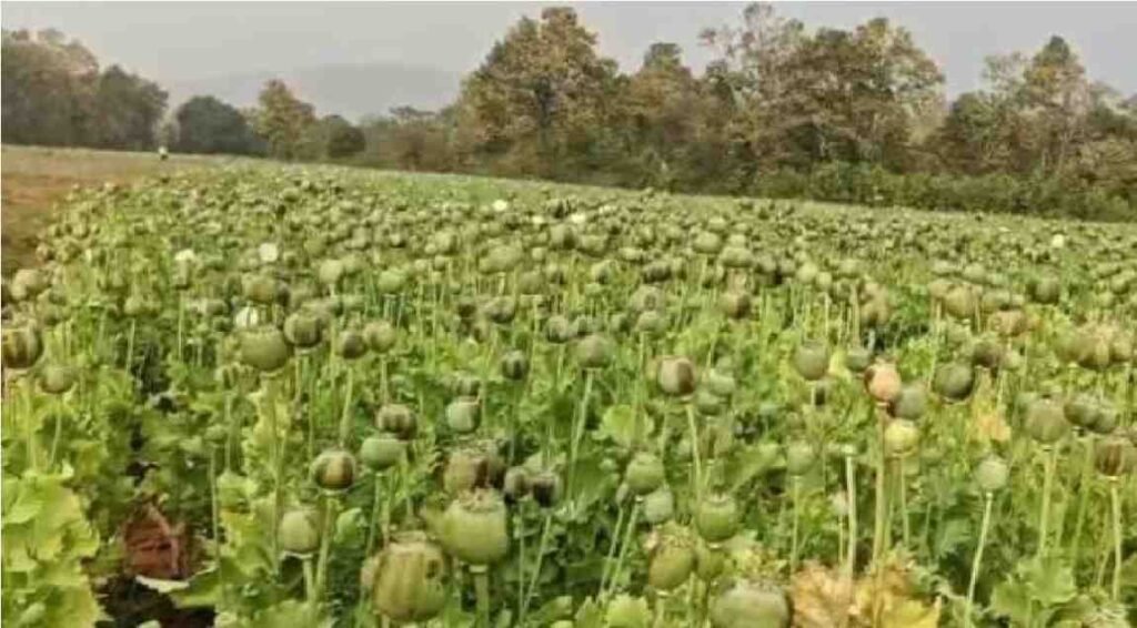 Opium Cultivation News