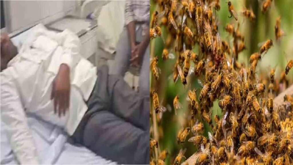 Chhattisgarh News : मधुमक्खियों के हमले से मची भगदड़, कांग्रेस नेता समेत 8 अस्पताल में भर्ती, इलाके में दहशत Chhattisgarh News