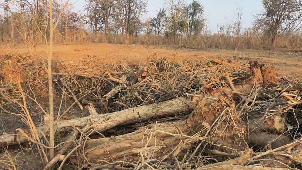 अवैध पेड़ कटाई छत्तीसगढ़