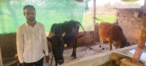 दुग्ध उत्पादन