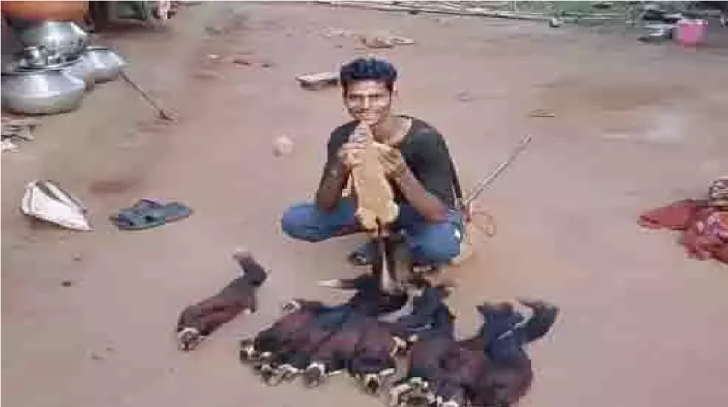 Chhattisgarh Wildlife Crime News : इंस्टाग्राम पर लाइक्स का भूत पड़ा भारी , शेकरू का शिकार कर बनाया वीडियो, रील देख वन विभाग ने घर से उठाया Chhattisgarh Wildlife Crime News