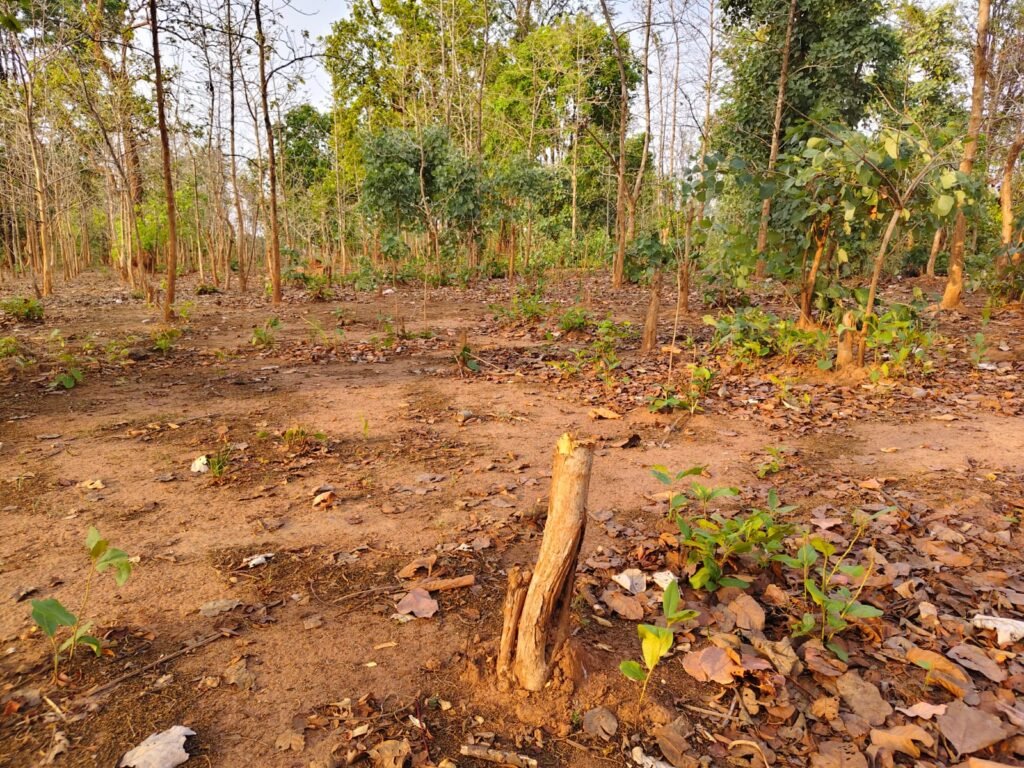 नहानबिरी सागौन प्लांटेशन पर मंडराया खतरा, अतिक्रमण और अवैध कटाई से वन संपदा को नुकसान की आशंका