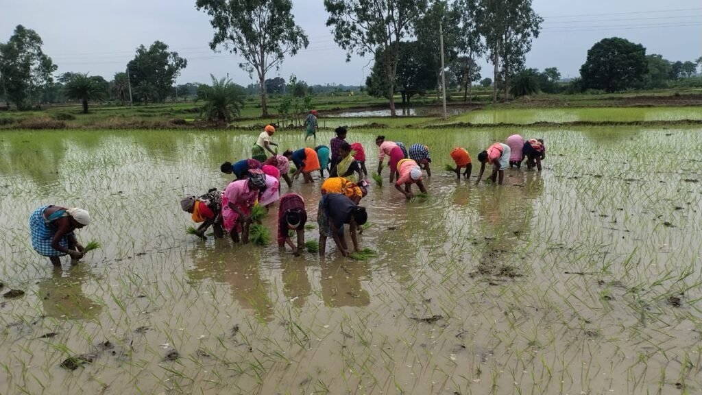 खैरगुड़ा में महिलाओं ने संभाली धान रोपाई की कमान, लोकगीतों से गूंजा पूरा खेत