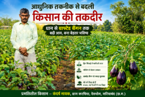 ग्राफ्टेड बैंगन