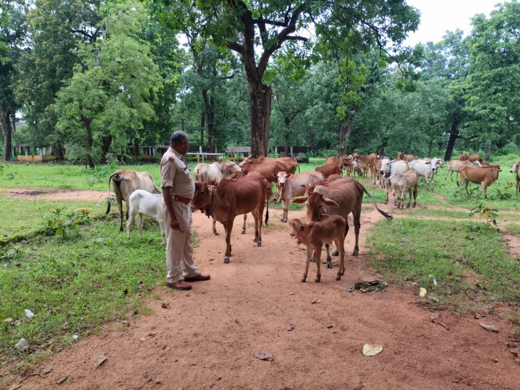 छुरा मवेशी तस्करी