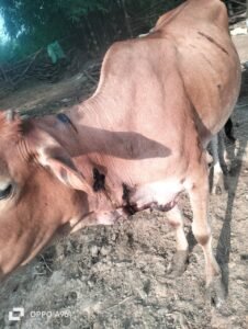 गाय