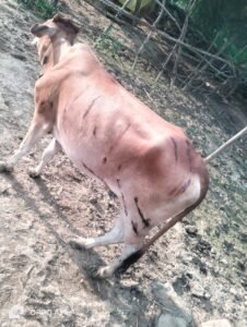 घायल गाय