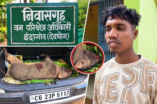 झरगांव प्लांटेशन में दो जंगली सूअरों की मौत, एक को बाइक पर ले जा रहा युवक पकड़ा गया जंगली सूअरों की मौत
