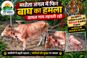 बस्तर बाघ हमला