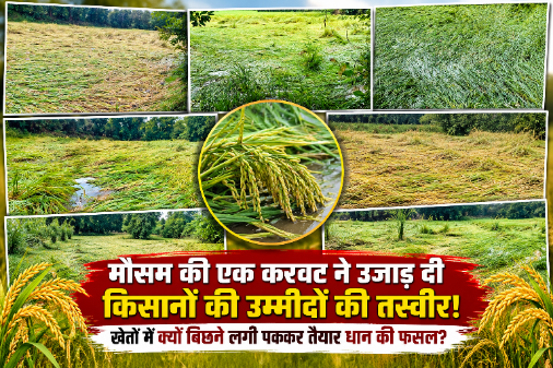 CG BREKINGS : मौसम की एक करवट ने उजाड़ दी किसानों की उम्मीदों की तस्वीर! खेतों में क्यों बिछने लगी पककर तैयार धान की फसल?